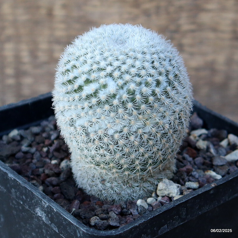 A2187 MAMMILLARIA PERBELLA pot10-H8-W6 cm MaMa Cactus