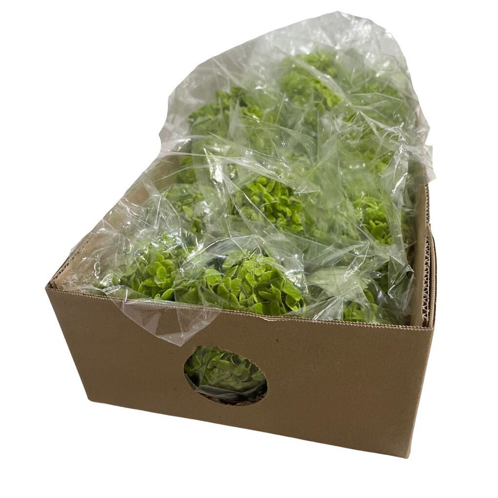 Box of 10 Emerald Green Hydrangea Stems bloom with a head 3.9-4.7 In