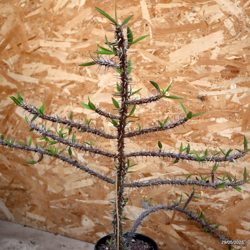 D4436 EUPHORBIA MILII pot16-H58-W59 cm MaMa Cactus