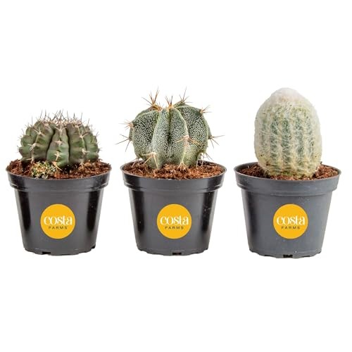 Cactus Live Plants in Plastic Post, Easy to Maintain Succulent Indoor