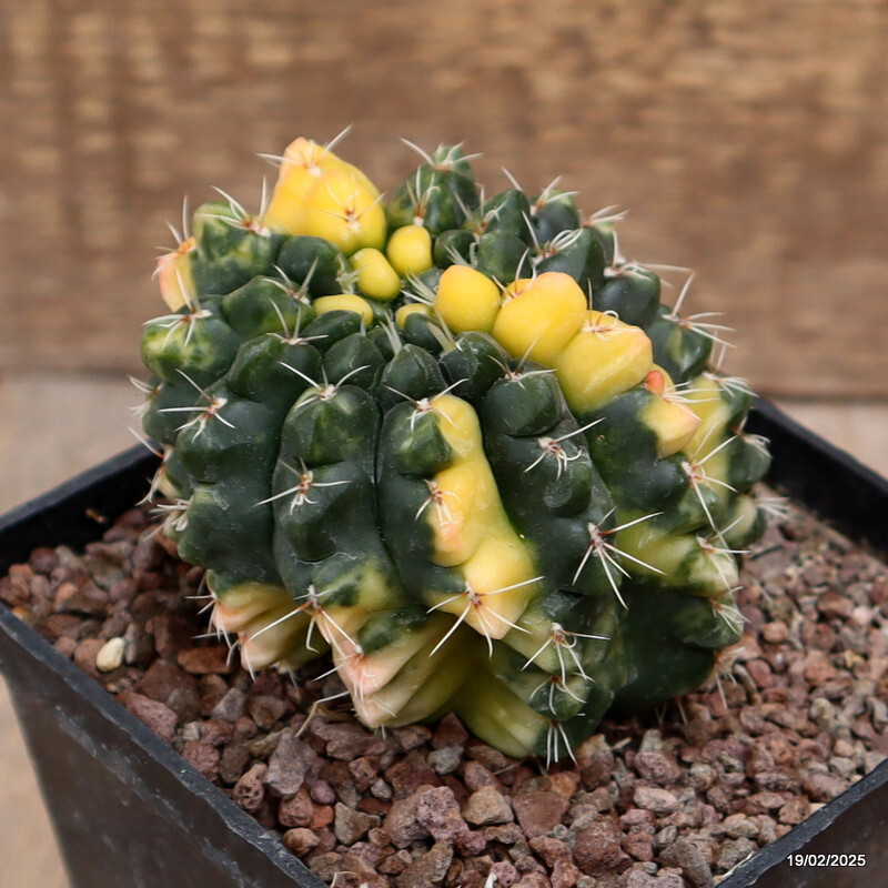 D557 GYMNOCALYCIUM BALDIANUM VARIEGATED pot10-H8-W9 cm MaMa Cactus