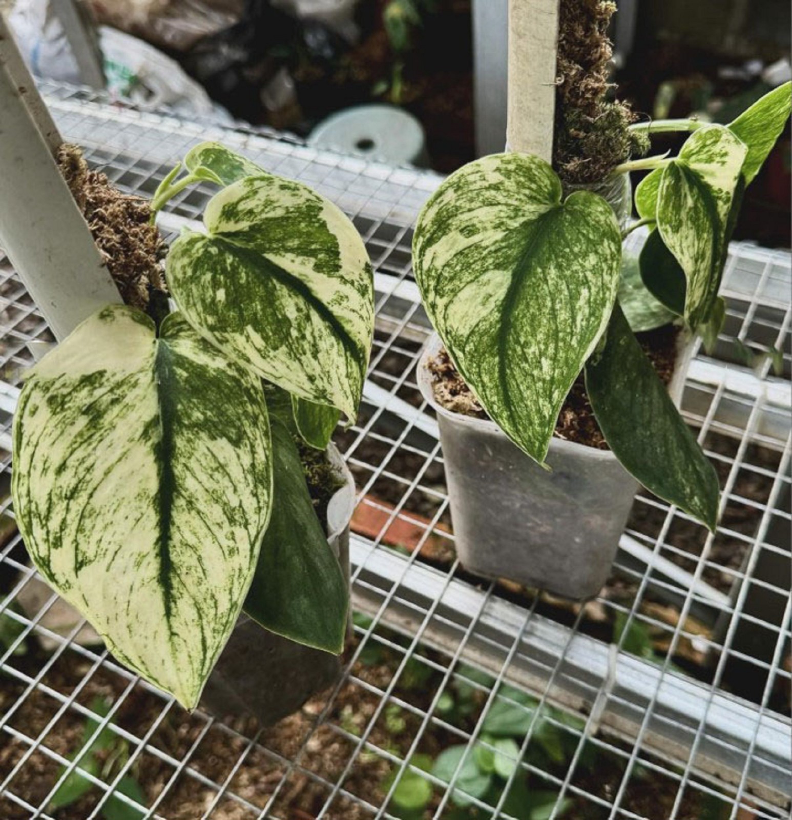Scindapsus Sparkling Borneo Variegated Rare Plant Shimmering Silver Variegation