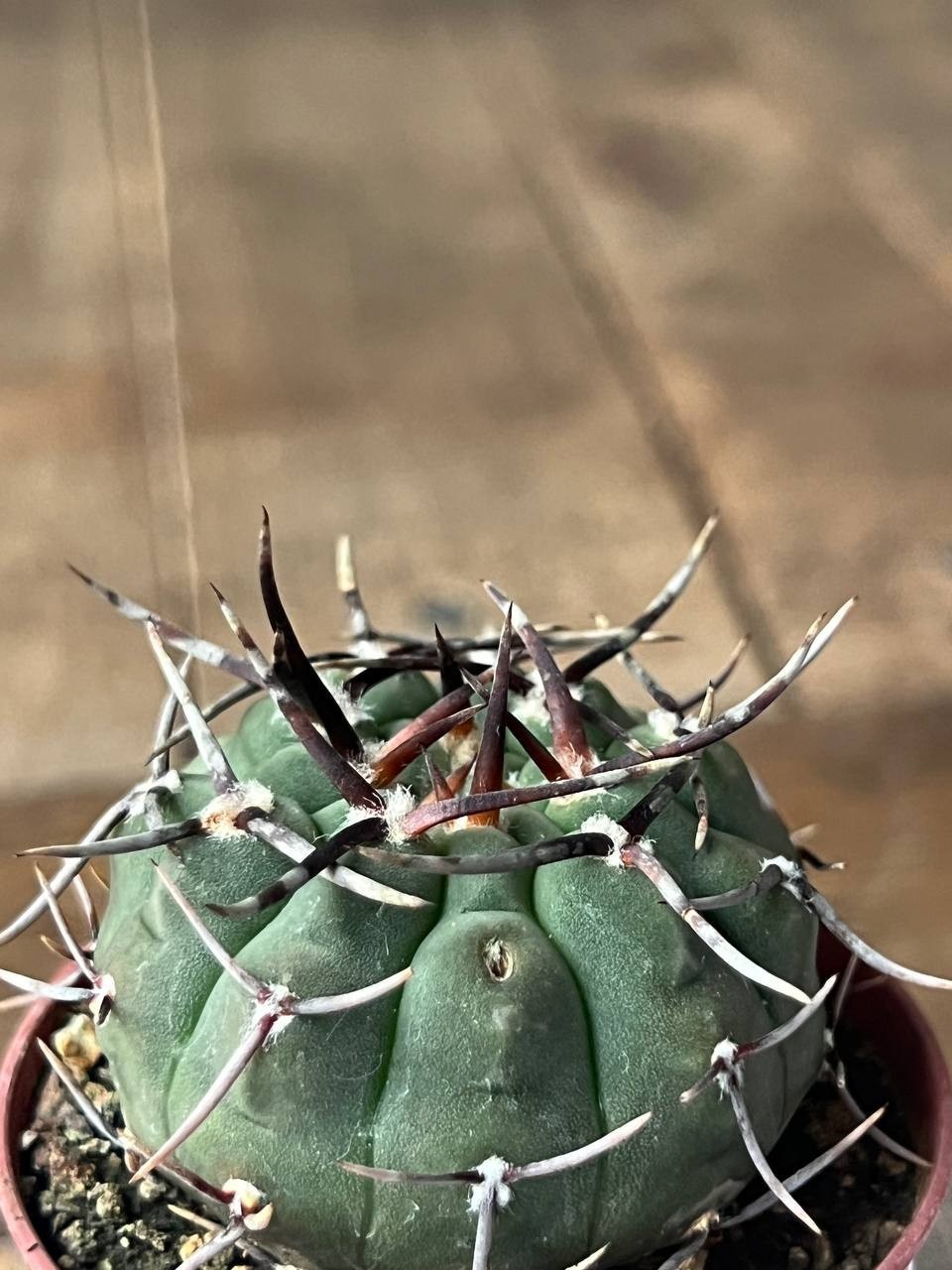 A43-1308 Gymnocalycium vatteri v. altautinense, own root