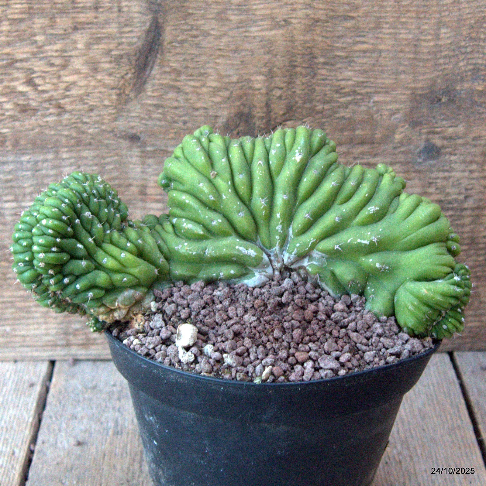 D7178 CEREUS PACHA. CRESTED pot14-H11-W20 cm MaMa Cactus
