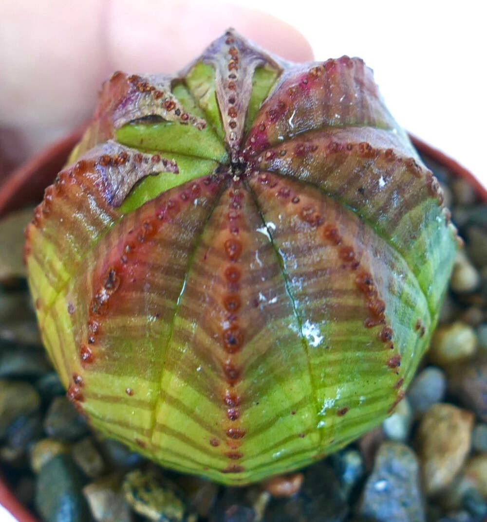 Euphorbia obesa GREEN PINK – Baseball plant | Ball euphorbia
