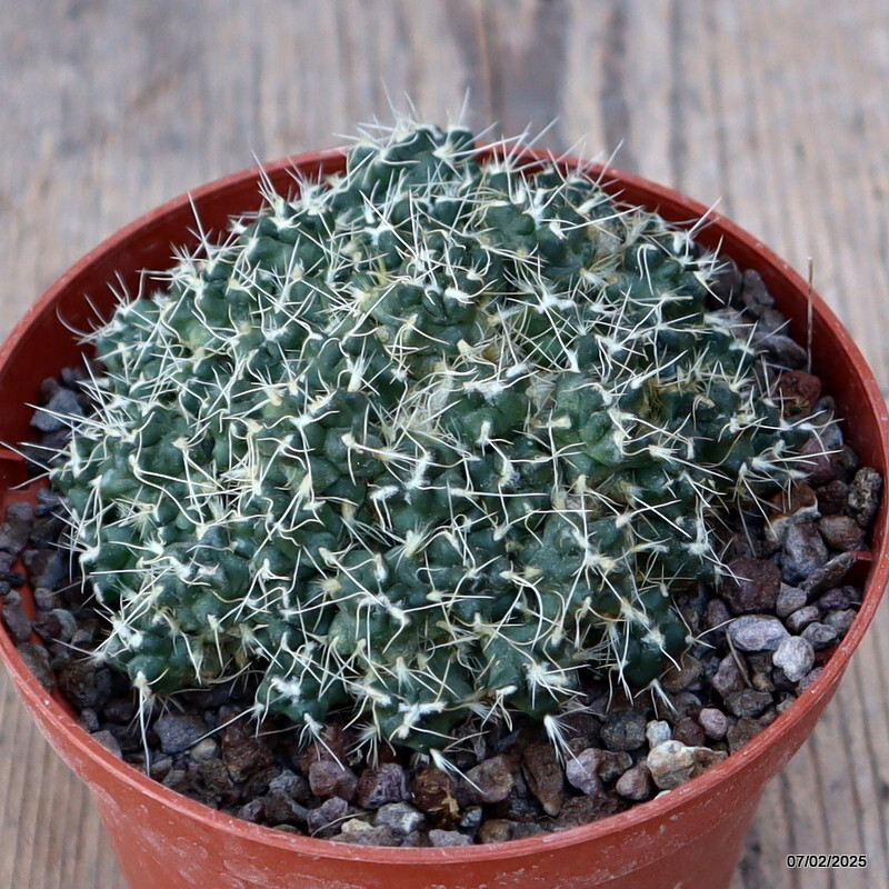 D1224 PUNA SUBTERRANEA pot10-H5-W9 cm MaMa Cactus