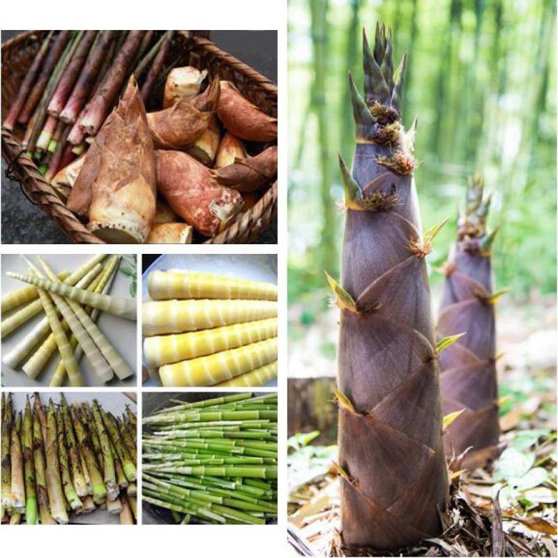 100Pcs GIANT BAMBOO seeds – Phyllostachys pubescens