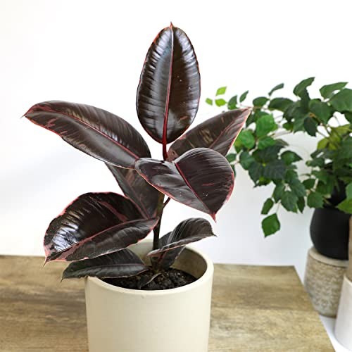 Variegated Ficus ” Rubber Plant in 6″ Grower Pot, Real Black Pot Ruby