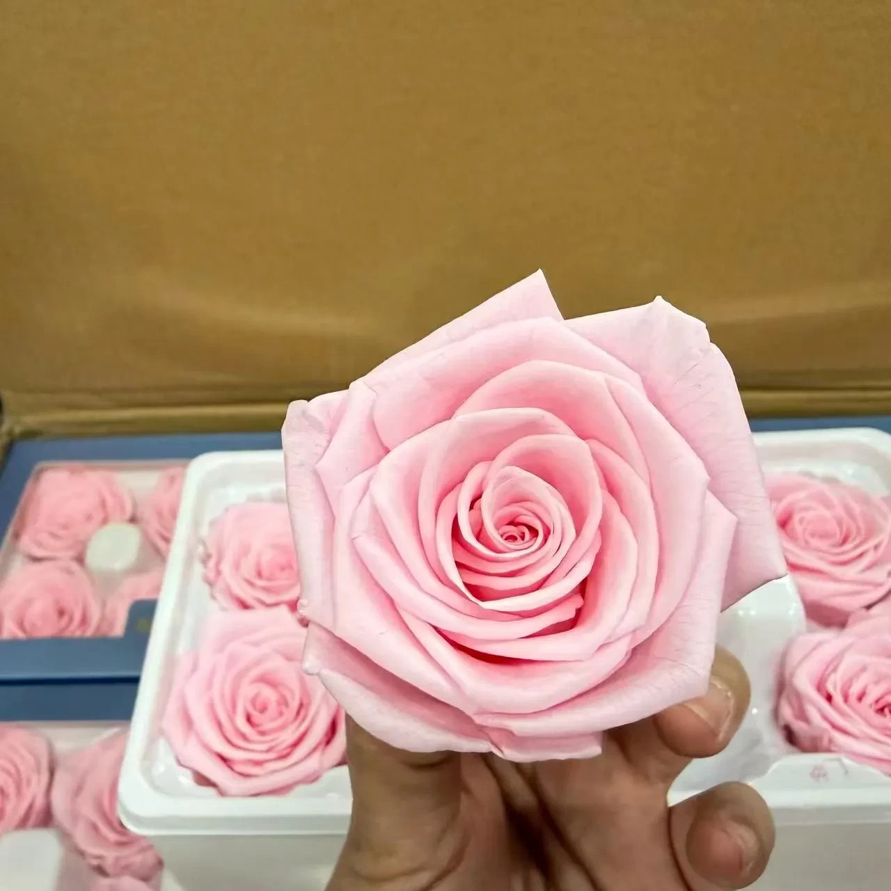 8 Preserved Pink Roses Real Eternal Flowers DIY Crafts Wedding Gift Decor