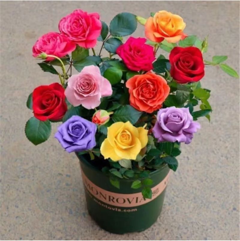 (10) ROSE SEEDS RARE exotic perennial flower garden bush tea USA SELLER W/TRACK