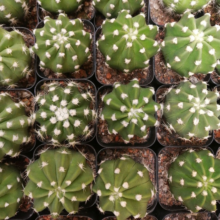 One of Special Beautiful SUCCULENT Cactus Red colour flower rooted plants