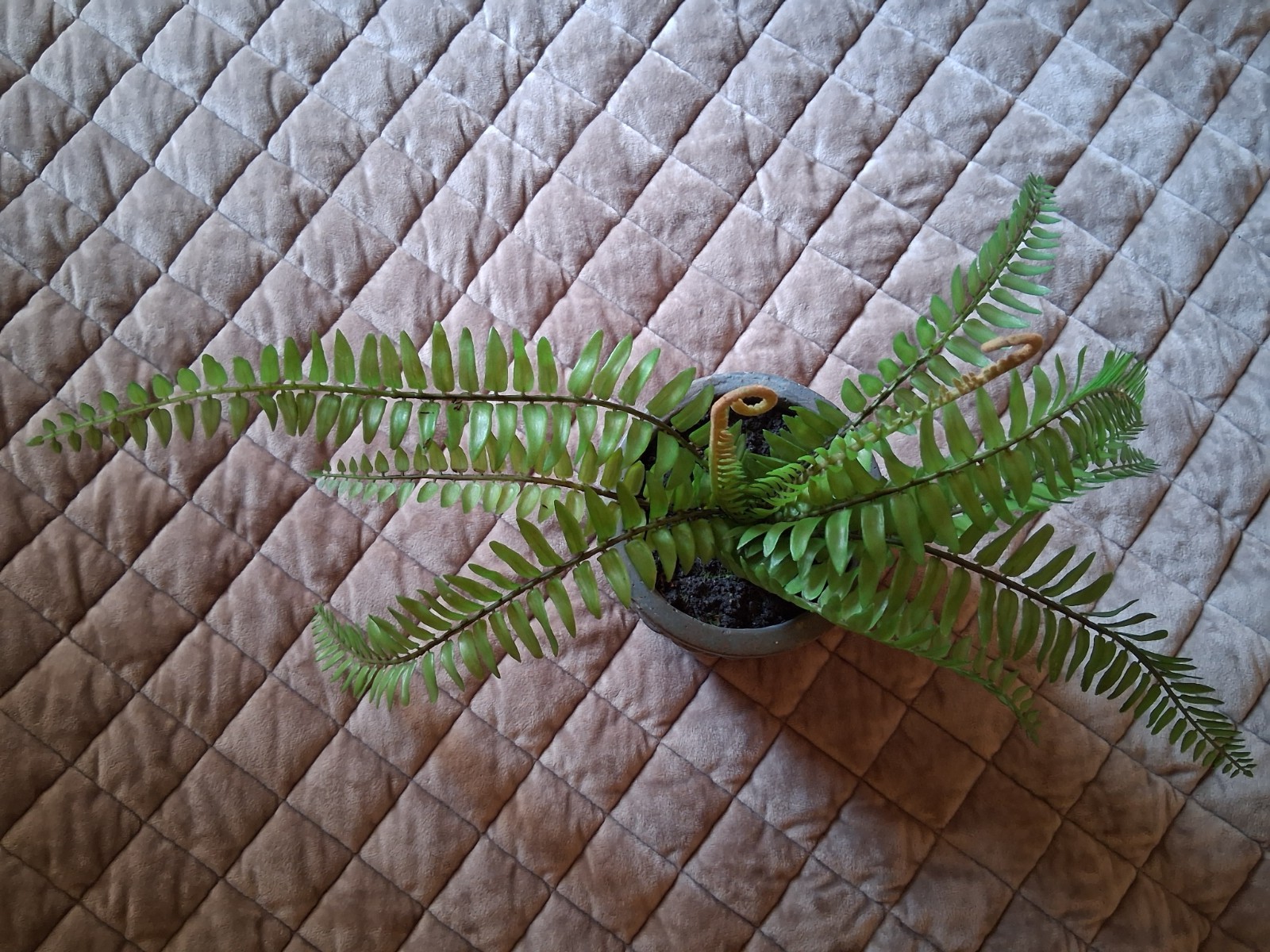 Faux Potted Christmas Fern – High Quality & Relistic – 6″ Ceramic Faux Stone Pot