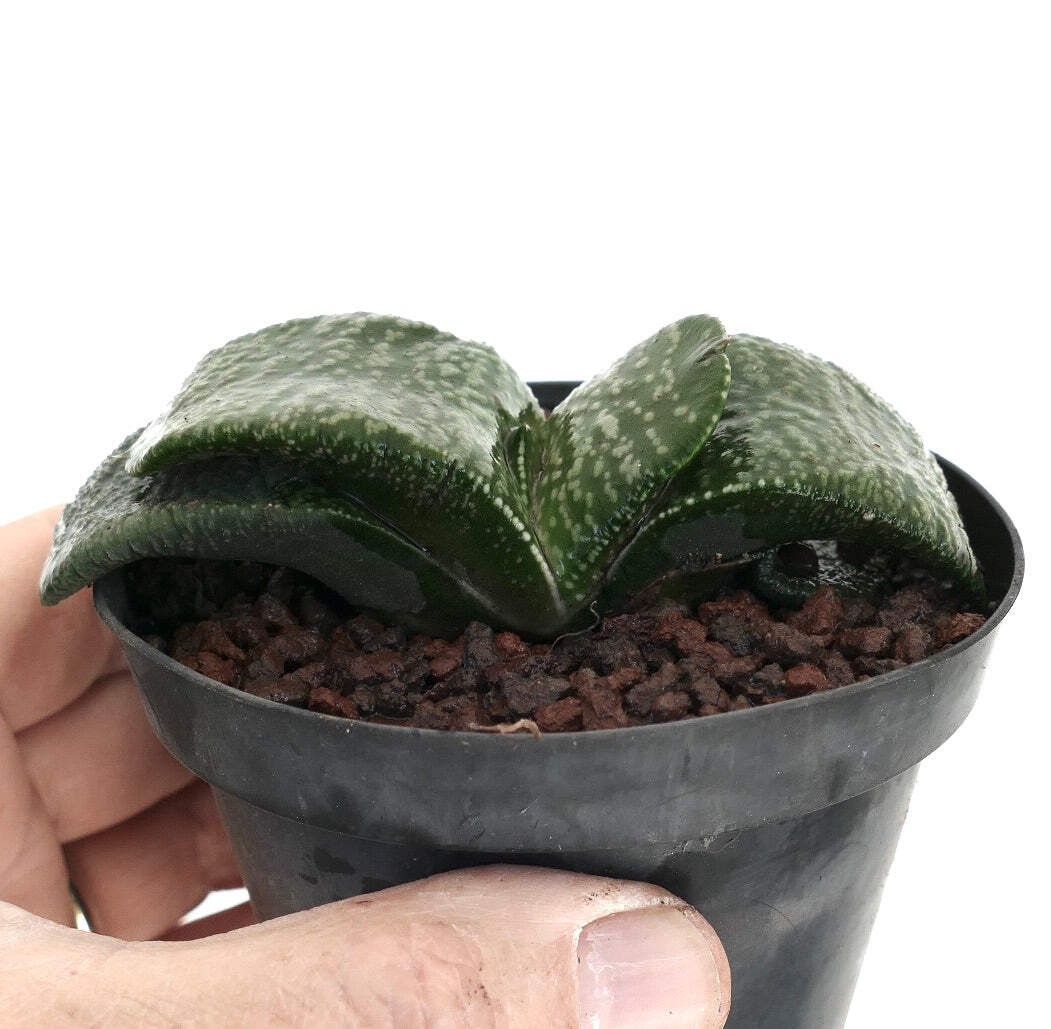 Gasteria armstrongii FAT & STRONG LEAVES (DE LONGHI) – Armstrong’s gasteria | Ar