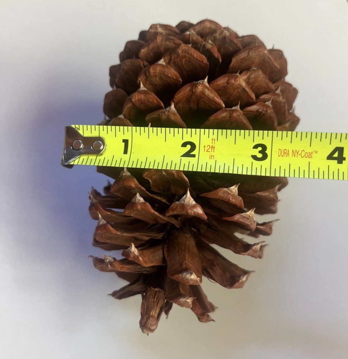 Reddish Brown Pinecone 5.5” x 3.5” Likely Jeffrey Pine Cone Forest Rustic Decor