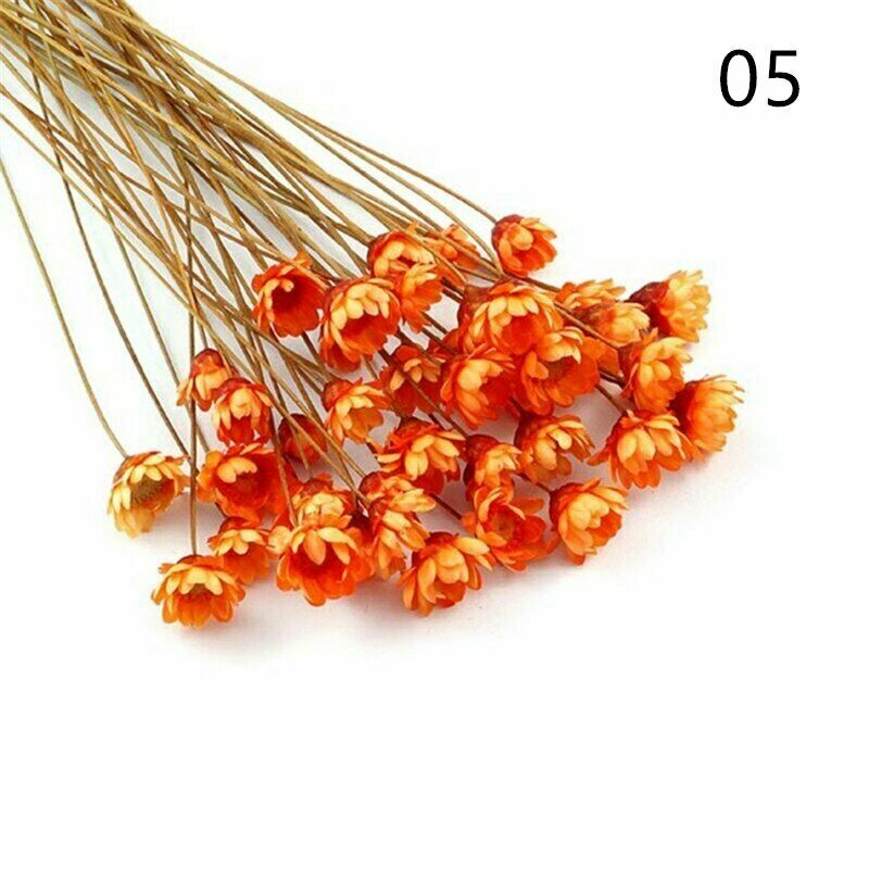 1 Pack Real Pressed Dried Flowers For Art Craft Resin Pendant Jewellery Making