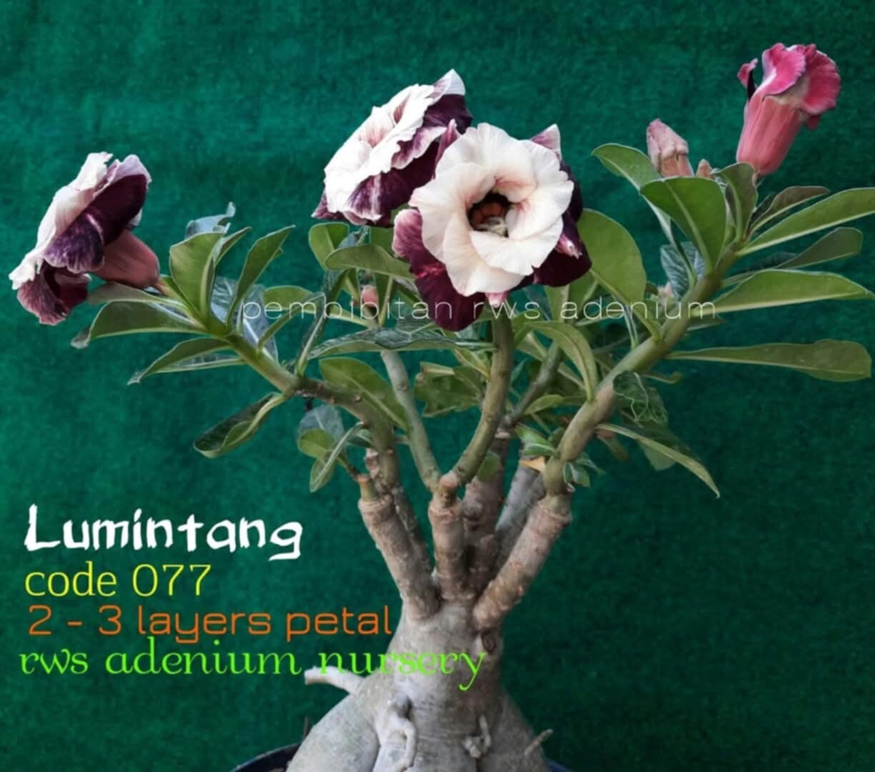 adenium plant