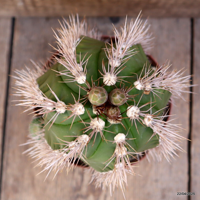 M86 GYMNOCALYCIUM CHACOENSE pot14-H19-W13 cm MaMa Cactus