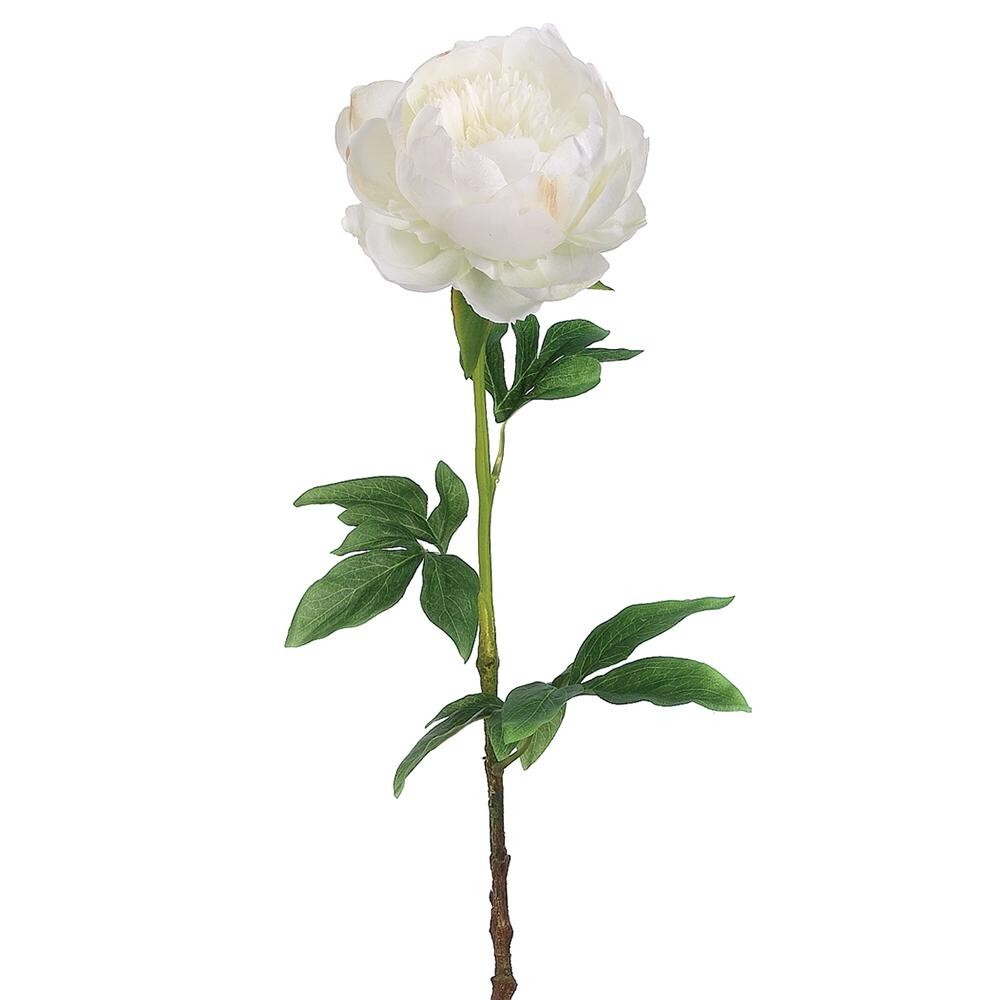 Gorgeous single white peony stem