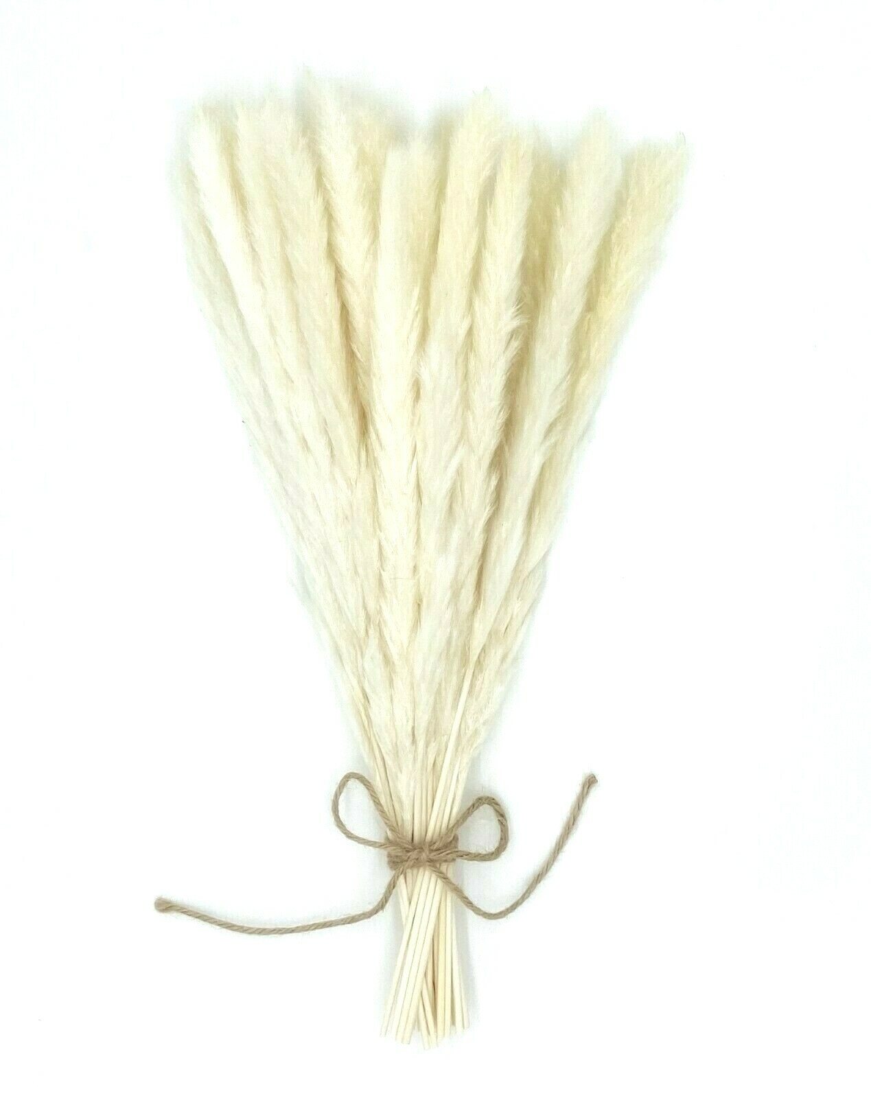 Bryonia 30pcs Natual Dried Pampas Grass for Home Decor 17inch small Pampas grass