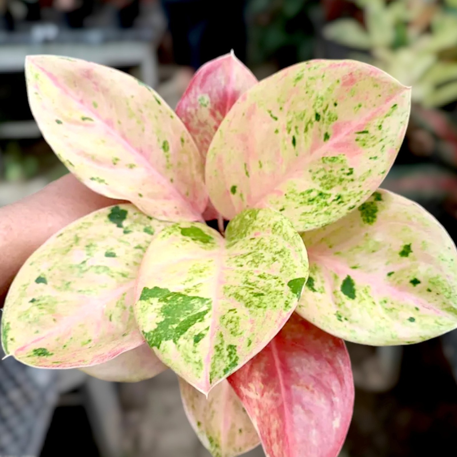 Aglaonema Emerald Variegated Ornamental Plant