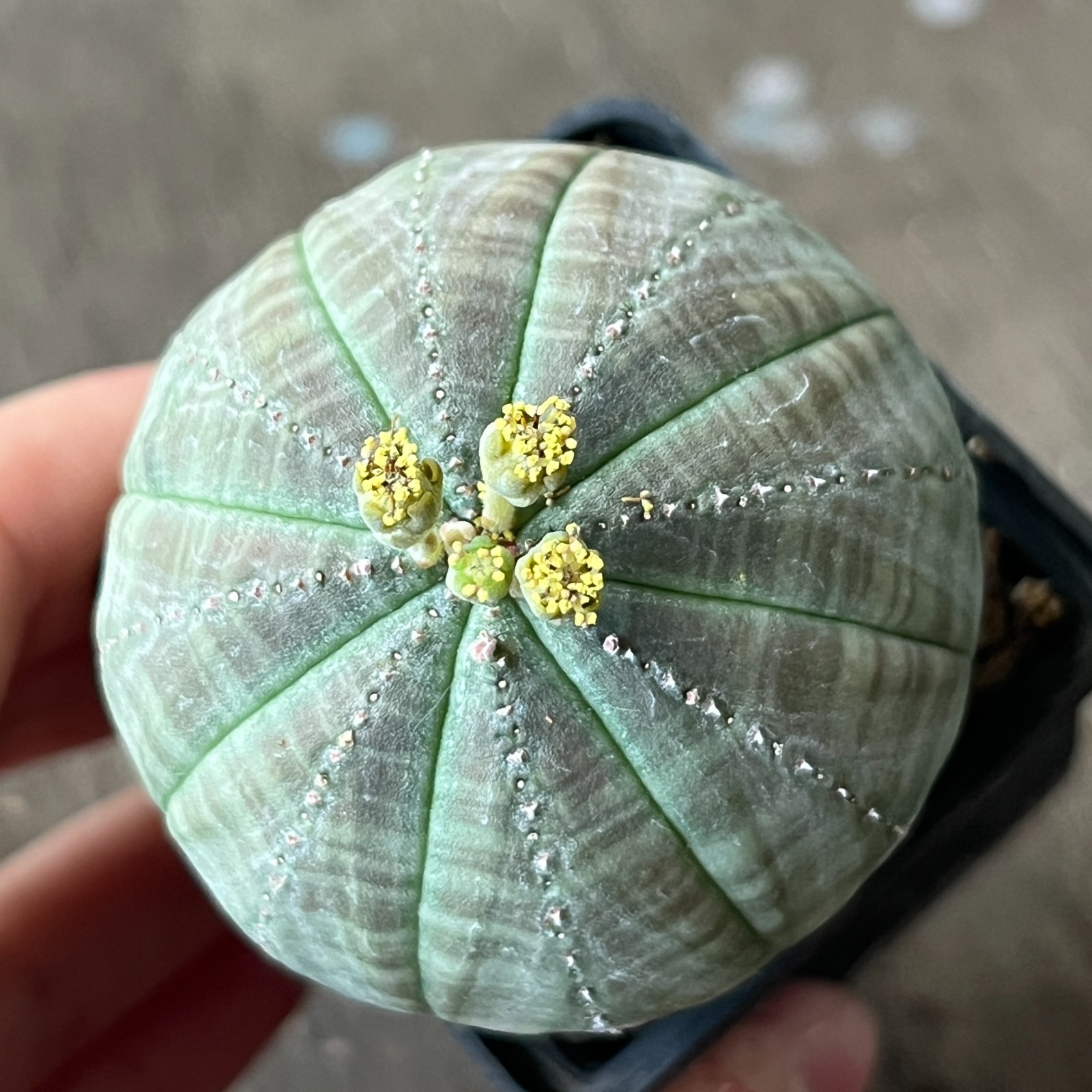 A42-2089 Euphorbia obesa pair M+F, own root