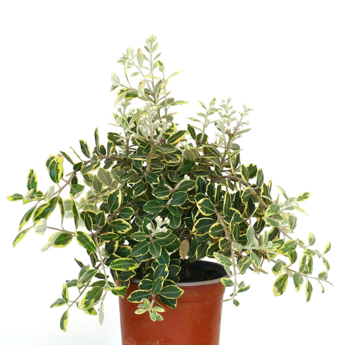 Metrosideros excelsa VARIEGATED – New Zealand Christmas tree | Pohutukawa