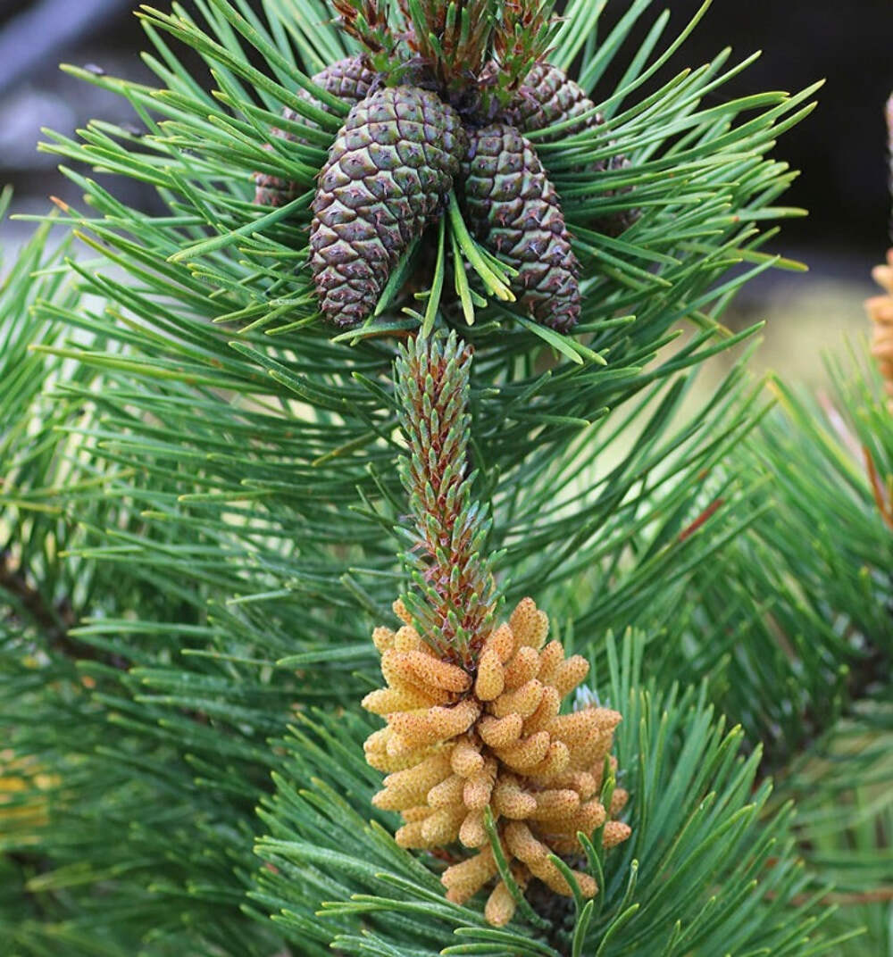 Pinus contorta 10-20cm | Lodgepole Pine | Shore Pine – Lodgepole Pine | Shore Pi