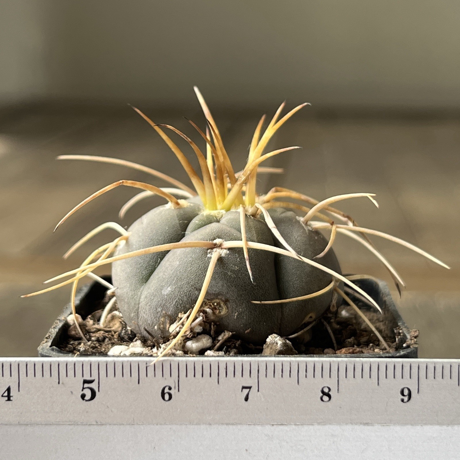 A12-1079.G.cardenasianum, own root