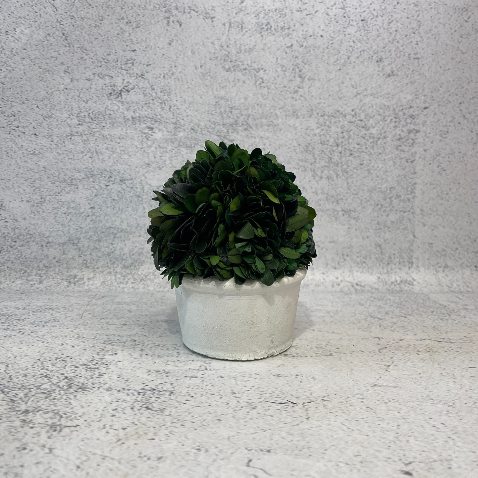 Boxwood Topiary Preserved Real Plant 10.2cm x 12.7cm Indoor Home Decor Pot