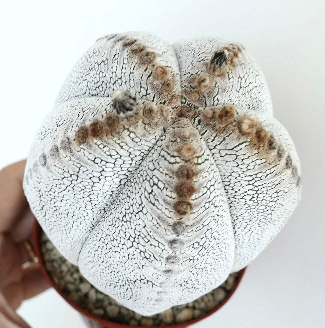 Astrophytum culttivar ONZUKA selected F789 – Star cactus | Bishop’s cap