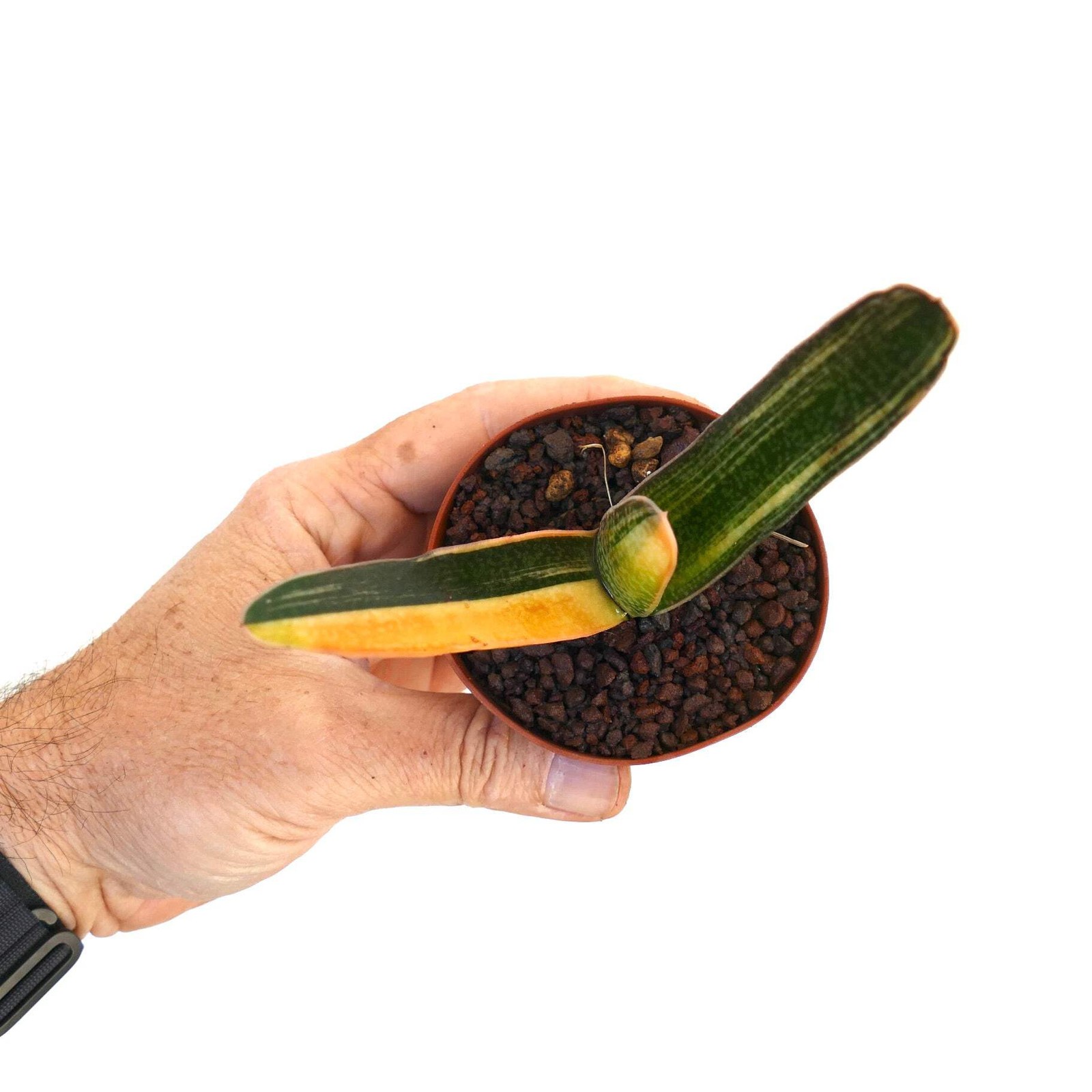 Gasteria carinata cv. ‘Rainbow’ YELLOW VARIEGATE – Bredasdorp gasteria | Beaked
