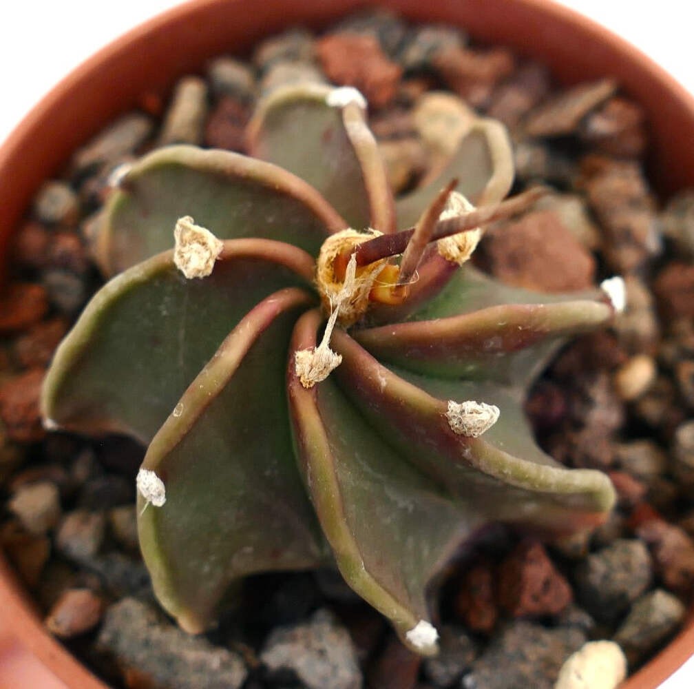 Astrophytum capricorne cv THAYO x BUFFALO – Goat’s horn cactus | Star cactus