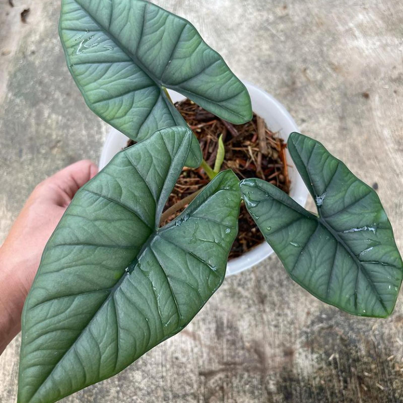 Alocasia Bhisma ornamental house plant, tropical indoor Collector’s