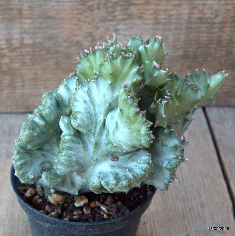 D6500 EUPHORBIA LACTEA CRESTED VARIEGATED pot10-H13-W15 cm MaMa Cactus