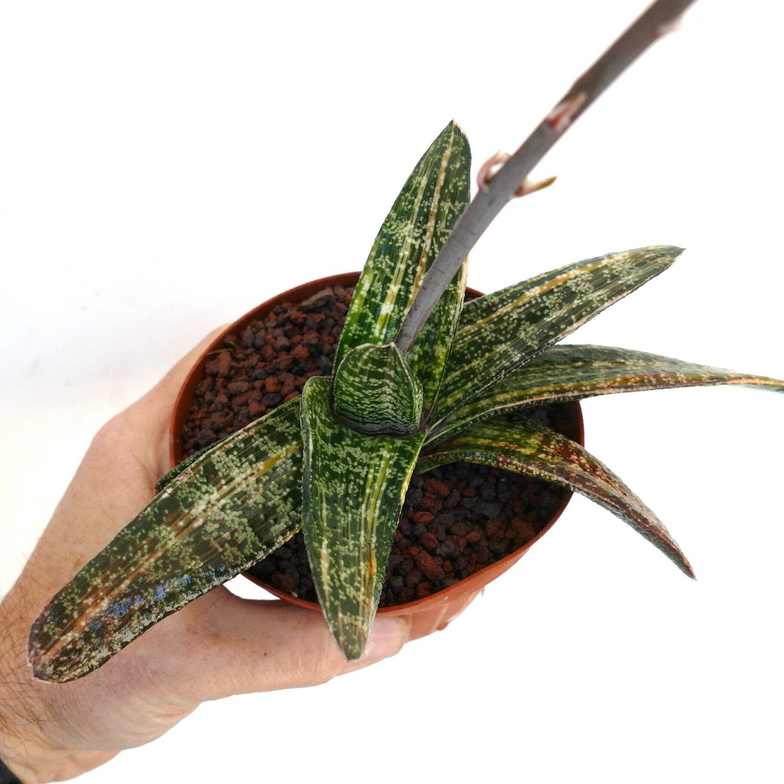 Gasteria batesiana STRIATA YELLOW VARIEGATED (EX. SPARKMAN USA) – Knoppies gaste
