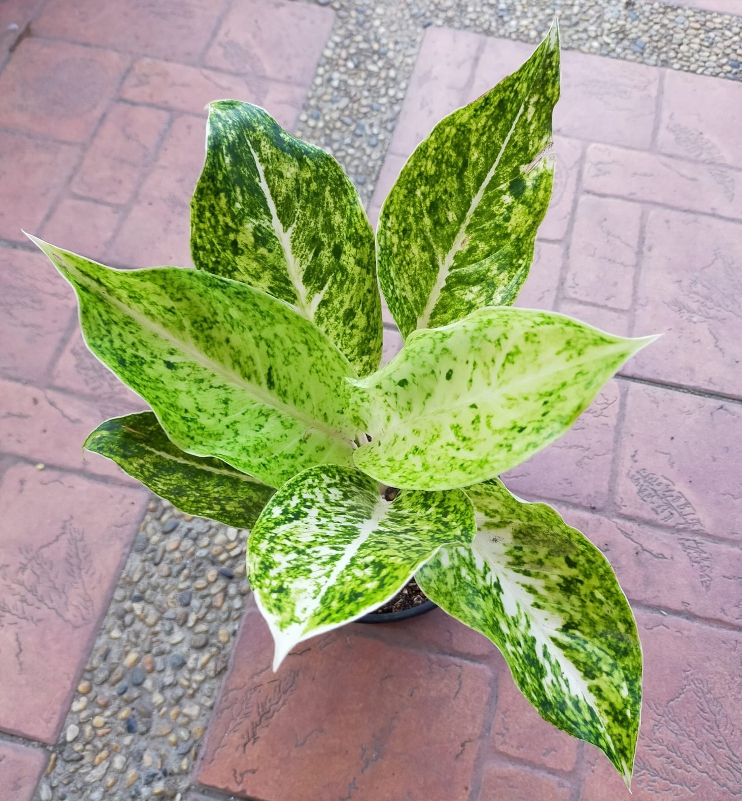 Real Picture Aglaonema White Striptease Beautiful Rare Plant
