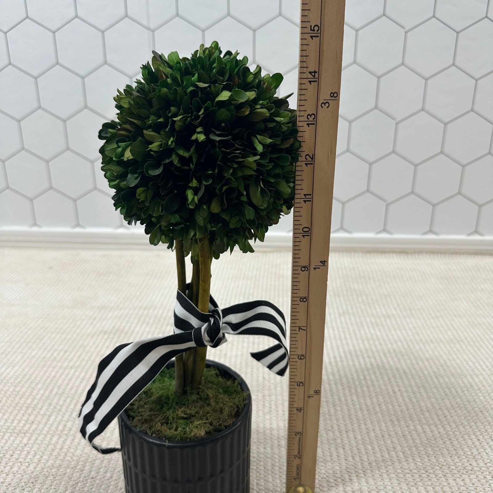 Preserved Boxwood Topiary 15in Ball in Black Ribbed Ceramic Pot Striped Ribbon