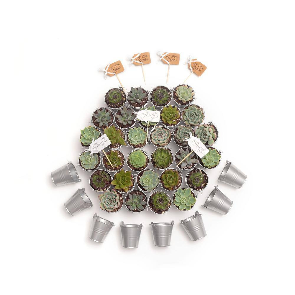 2 In. Wedding Event Rosette Succulents Plant with Silver Metal Pails and Thank Y