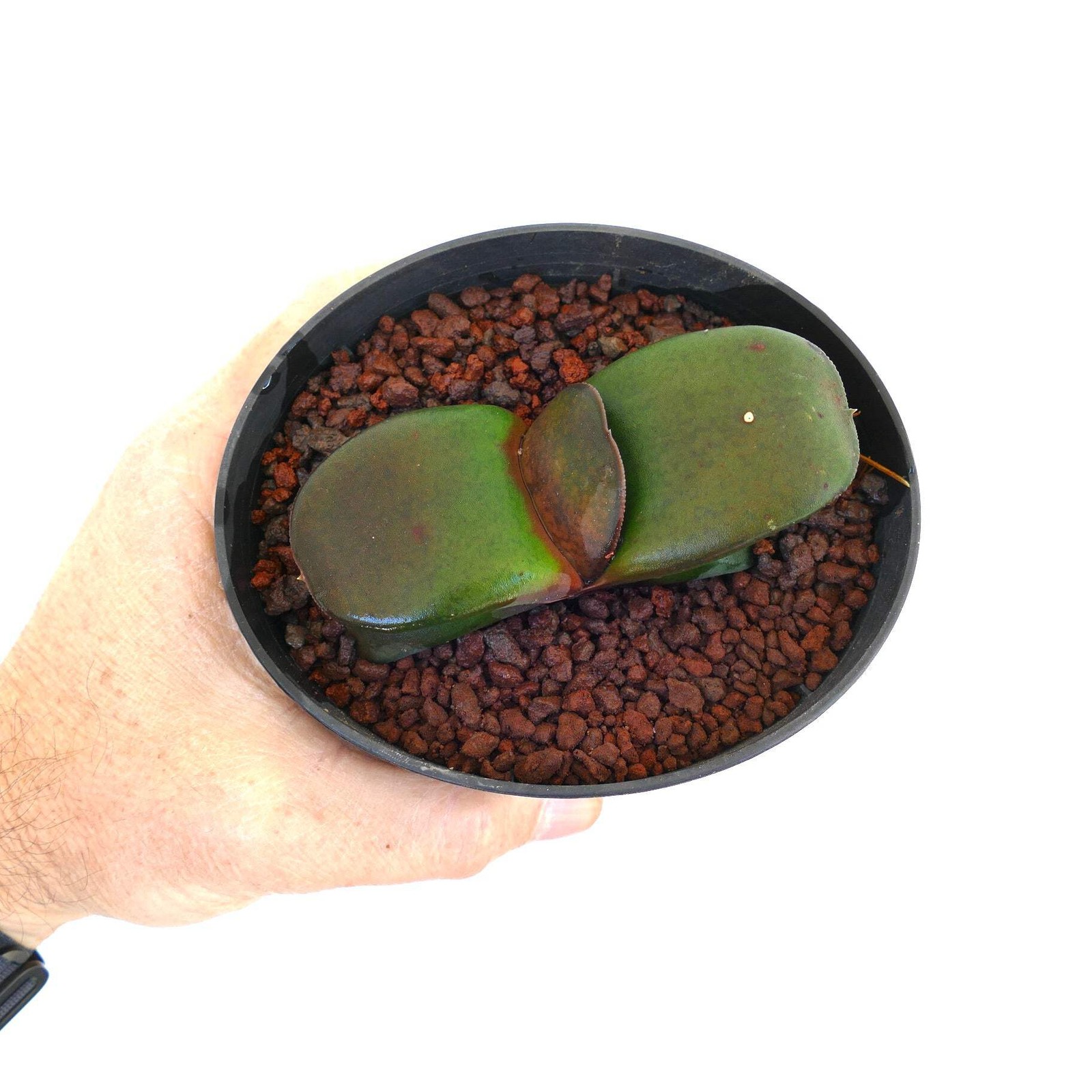 Gasteria pillansii cv 滑らか肌 SMOOTH LEAVES SELECTED – Namaqua gasteria | Pillans’s