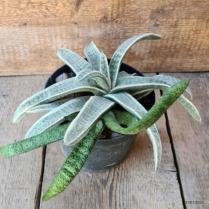 D5622 GASTERIA BATESIANA VARIEGATED pot18-H15-W36 cm MaMa Cactus