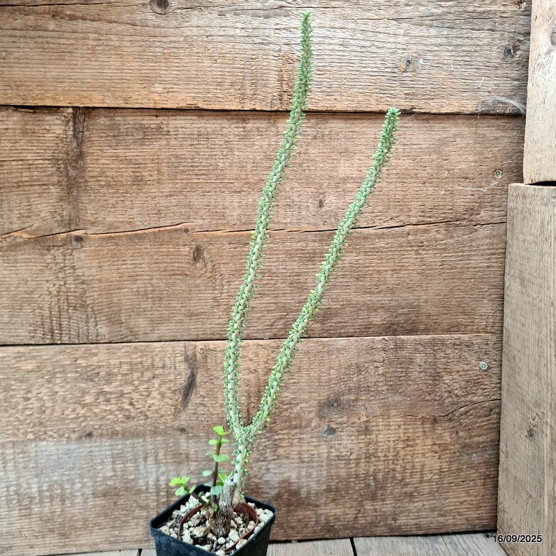 D6487 CERARIA NAMAQUENSIS GRAFT. pot9-H47-W8 cm MaMa Cactus