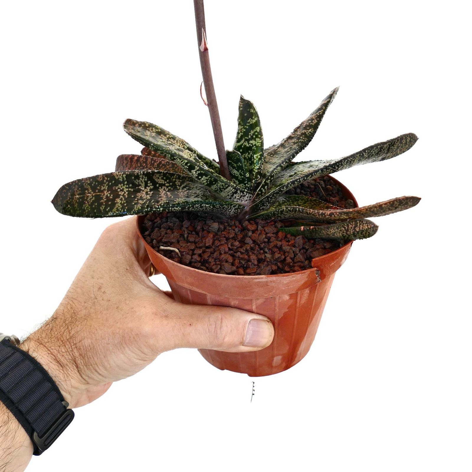 Gasteria batesiana (Limpopo clone) ex Specks Z3 – Ox tongue | Lawyer’s tongue