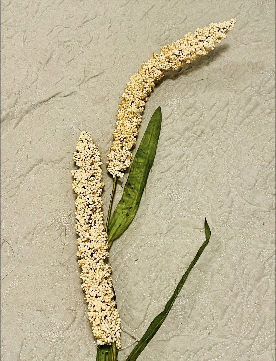 Cream Millet Stem, 30” Bundle Of 3