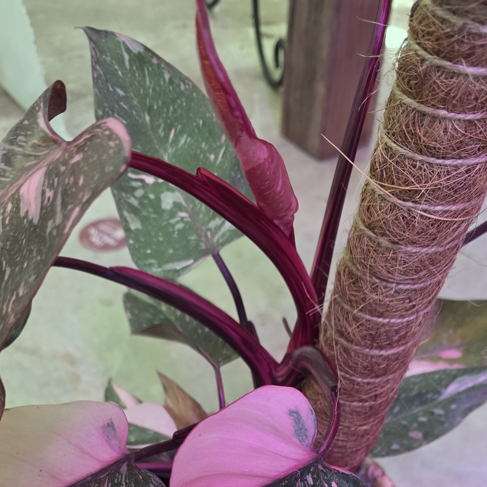 Pink Princess ‘Marble Galaxy’ 6 inch pot “Pick your 6″ pot from video”