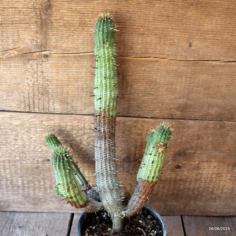 D4486 EUPHORBIA FEROX pot15-H36-W25 cm MaMa Cactus