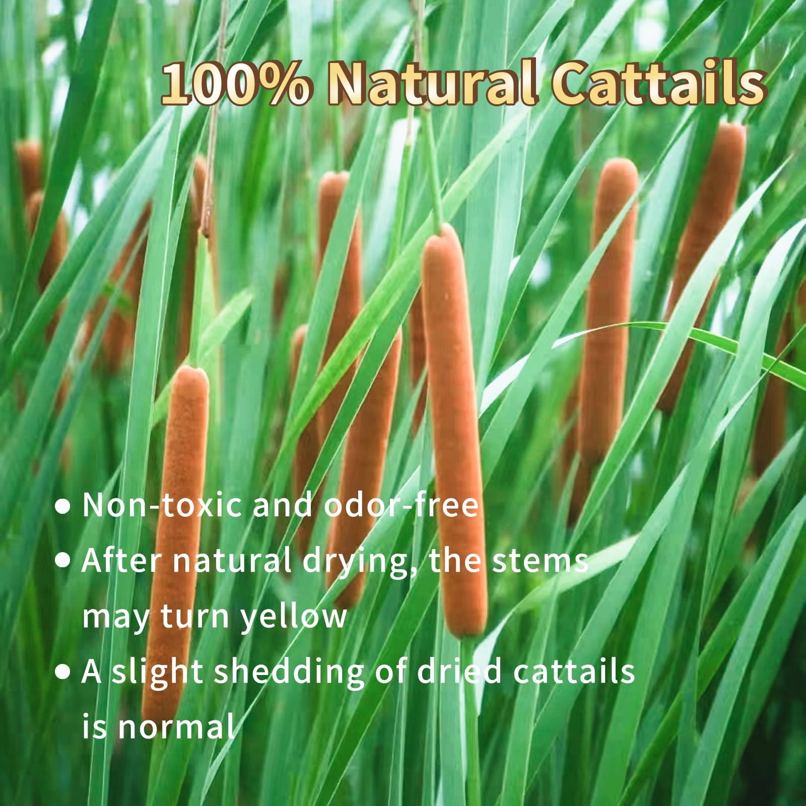 30 PCS Natural Dried Cattail Flowers 17 Inch Brown Rustic Floral Wedding DIY