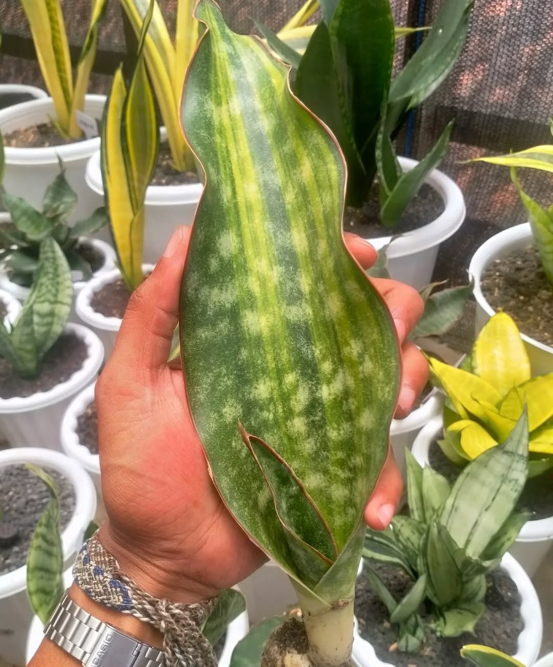 Sansevieria Kirkii Coral Blue – Rare Snake Plant Variety , Easy Care Houseplant