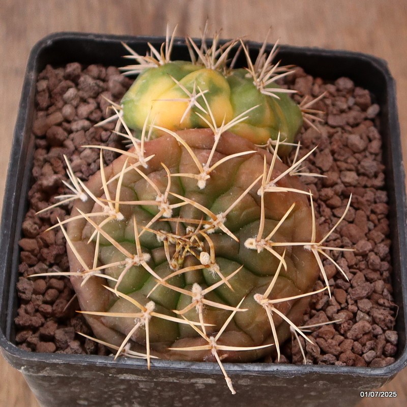 D5002 GYMNOCALYCIUM EURYPLEURUM VARIEGATED pot10-H5-W11 cm MaMa Cactus