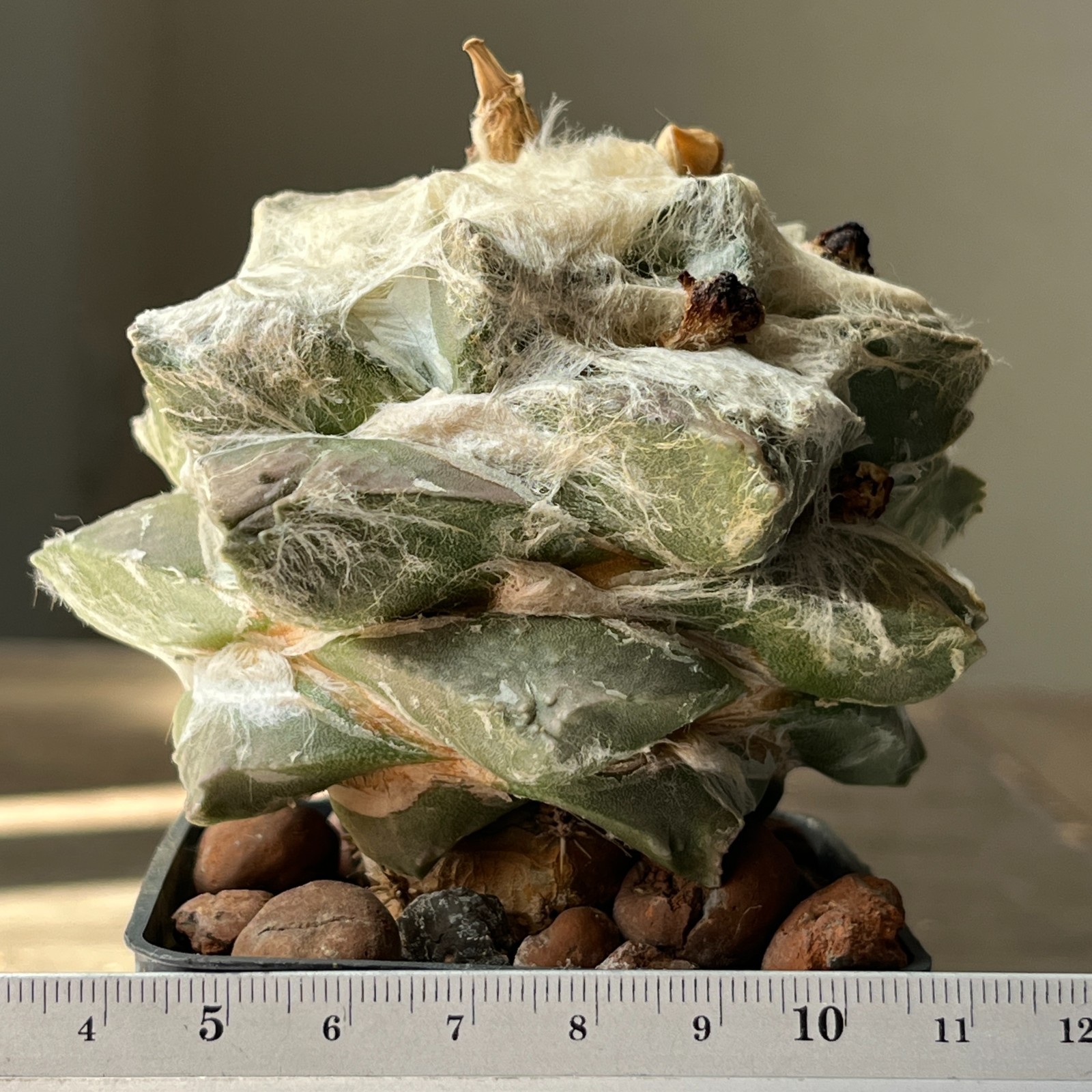 A53-1356 Cactus multihybrid, grafted