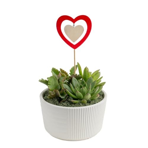 Mini Succulent 6-8 Inches Tall Cute Succulent Gift Décor Pot Succulent Garden